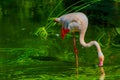 Pink flamingo bird drinking water