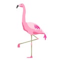 Pink flamingo bird over white background