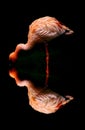 Pink flamingo bird and reflection Royalty Free Stock Photo