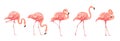 Pink Flamingo Bird Set Tropical Wild Beautiful Exotic Symbol Flat Design Style Isolated on White Background. Vector