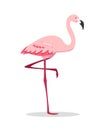 Pink flamingo bird standing on one leg isolated Royalty Free Stock Photo