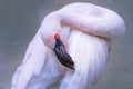 Pink flamingo bird with tilted head