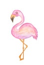Pink Flamingo Bird, Tropical Style Watercolor Painting