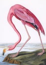 Pink Flamingo from Birds of America 1827 by John James Audubon. Adult coloring page