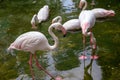 Pink flamingo birds in green water. Beautiful tropical nature photo. Flamingo bird in shallow water Royalty Free Stock Photo