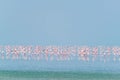 Pink flamingo birds at Sambhar Salt Lake in Rajasthan. India Royalty Free Stock Photo