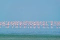 Pink flamingo birds at Sambhar Salt Lake in Rajasthan. India