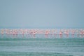 Pink flamingo birds at Sambhar Salt Lake in Rajasthan. India Royalty Free Stock Photo