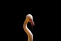 A pink flamingo on a black background.