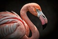 Pink flamingo on black background close -up. Generative AI Royalty Free Stock Photo