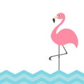 Pink flamingo. Blue sea ocean water zigzag wave. Exotic tropical bird. Zoo animal collection. Cute cartoon character. Decoration e Royalty Free Stock Photo