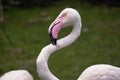 Pink Flamingo caring for their feathers, combs and removes excess. portrait of a bird, close located Royalty Free Stock Photo