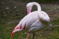 Pink Flamingo caring for their feathers, combs and removes excess. portrait of a bird, close located Royalty Free Stock Photo