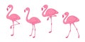 Pink flamingo Cartoon vector set Cute flamingos collection Flamingo character animal exotic nature wild fauna illustration