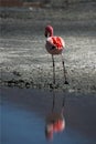 Pink flamingo in chilean lagoon Royalty Free Stock Photo