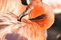 pink flamingo close-up cleans feathers. Zoo Nizhny Novgorod. Russia Royalty Free Stock Photo