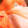 Pink flamingo closeup of an eye and head Royalty Free Stock Photo