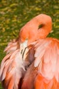 Pink Flamingo Closeup facing backyard preening feathers Royalty Free Stock Photo