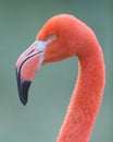 Pink Flamingo closeup portrait against green background