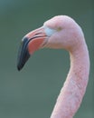 Pink Flamingo closeup portrait against green background