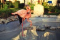 Pink flamingo couple Royalty Free Stock Photo