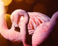 Pink flamingo couple in the sun Royalty Free Stock Photo