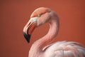 Pink flamingo, created with generative AI