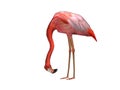 Pink Flamingo looking down pose3d / CGI rendered