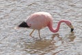 Pink Flamingo Atacama Chile