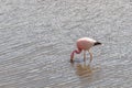 Pink Flamingo Atacama Chile