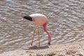 Pink Flamingo Atacama Chile