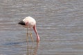 Pink Flamingo Atacama Chile