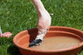 Pink Flamingo Eating Royalty Free Stock Photo