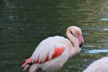 Rose Flamingo in the lake Royalty Free Stock Photo