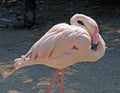 Pink flamingo exotic animal