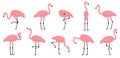 Pink flamingo. Exotic flamingos birds, rose feathers african animal characters vector illustration set. Cute cartoon Royalty Free Stock Photo