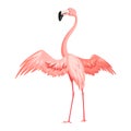 Pink flamingo. Exotic tropical bird character. Isolated wildlife animal. Nature wild fauna. Cute african bird standing