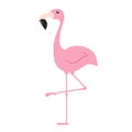 Pink flamingo. Exotic tropical bird. Zoo animal collection. Cute