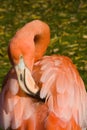 Pink Flamingo Facing Backyard Showing Preening Behavior