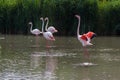 Pink flamingo family perched on the water of a lake ready to take flight Royalty Free Stock Photo