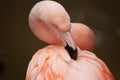 Pink Flamingo feathers - Preening self Royalty Free Stock Photo