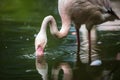 Pink Flamingo feeding in water