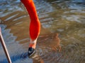 Pink flamingo filtering water for food