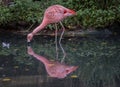 Flamingo drinking water Royalty Free Stock Photo