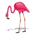 Pink Flamingo 2 Vector illustration