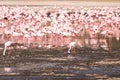 Pink Flamingo flock eats algae in Lake Nakuru National Park Kenya Africa - selective focus on one flamingo