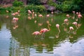 Pink flamingo flock in green water. Beautiful tropical nature photo. Flamingo bird in lake water