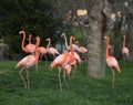 Pink flamingo in a garden in the city of Madrid, Spain