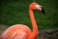 Pink flamingo in a garden in the city of Madrid, Spain