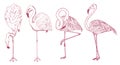 Pink flamingo. Hand drawn vector birds, sketch graphic vintage style, phoenicopteridae. Tropical animal.